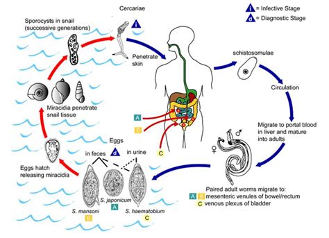 Figure From Human Cytokine Responses During Natural And Experimental