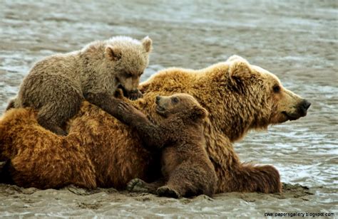 Grizzly Bear Cubs | Wallpapers Gallery