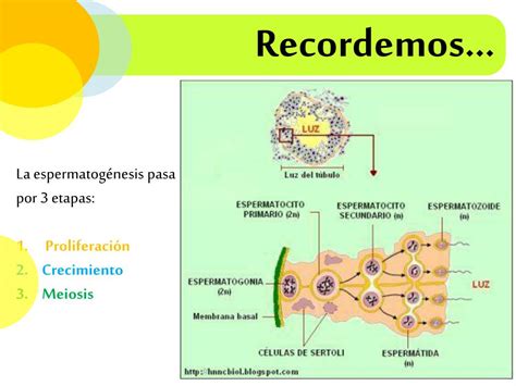 Ppt Regulaci N Del Sistema Reproductor Powerpoint Presentation Free