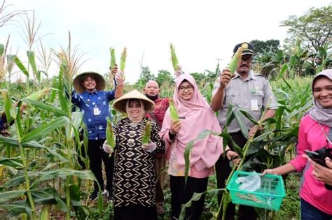 Rahma Bersama Kelompok Tani Palem Putri Panen Hasil Pertanian