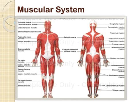 Ppt Muscular System Powerpoint Presentation Free Download Id2189080