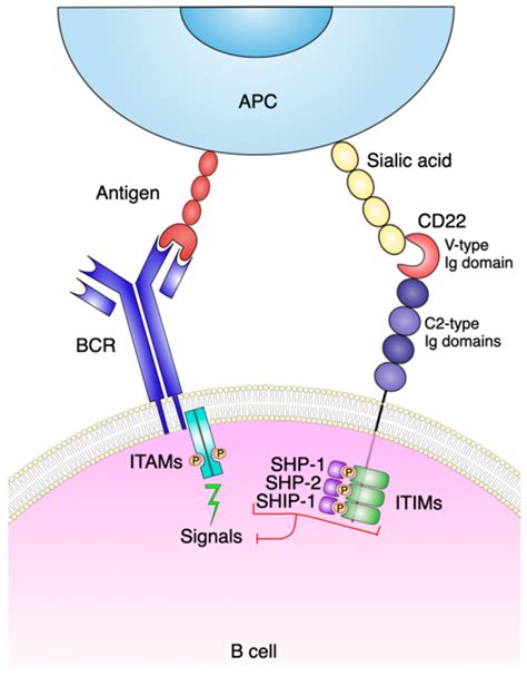 Cancers Free Full Text CD22 Expression In B Cell Acute