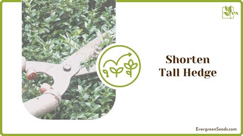 How To Trim Arborvitae Shrubs The Right Way To Accomplish Evergreen