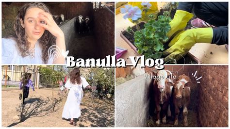 BANULLA VLOG Arabi Emertojme Lopet Ndjekim Pulat Mbjellja E Luleve