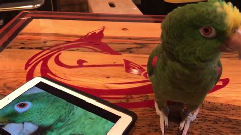 Adorable singing parrot does a duet with herself