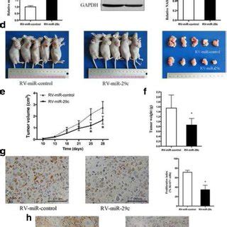 Mir C Inhibited Tumorigenicity And Proliferation In Vivo A Qpcr