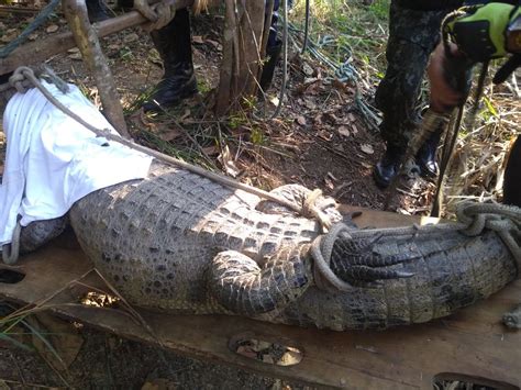 Jacar Resgatado De Cativeiro Em Ch Cara Na Zona Rural De Mairinque