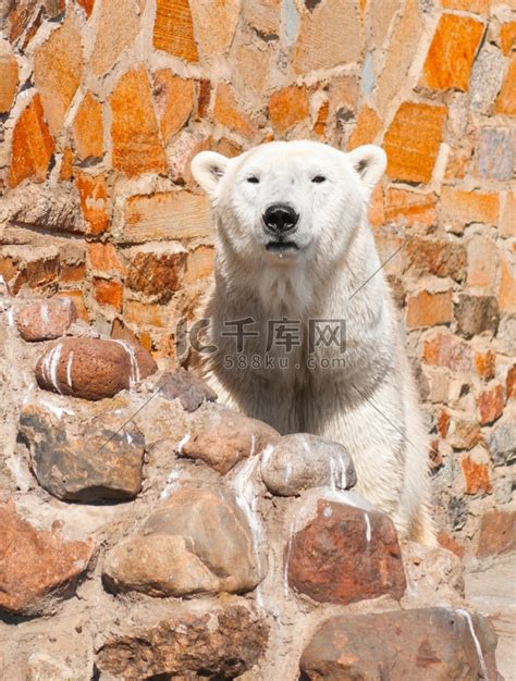 阳光明媚的夏日，动物园里的北极熊高清摄影大图 千库网