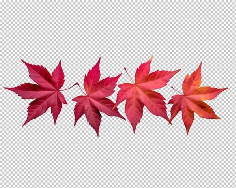 Feuilles D Automne Isol Es Sur Fond Transparent Psd Premium