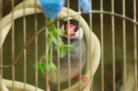 Fruits And Vegetables Finch Food Finches And Canaries Guide