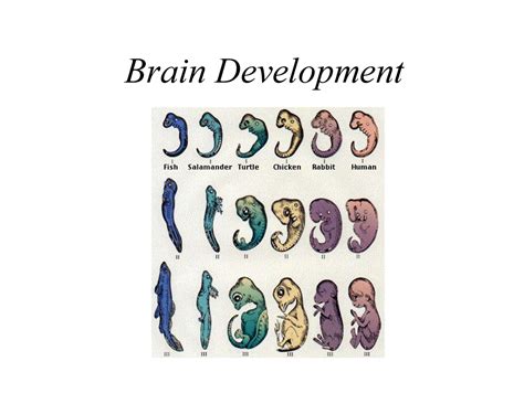 Brain Development and Neural Remodelling - Studocu