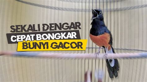 MURAI BATU GACOR TEMBAKAN SADIS COCOK UNTUK MASTERAN MURAI BATU BAHAN