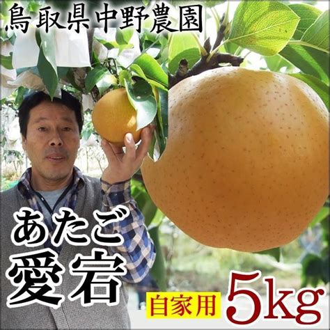 梨 愛宕梨 中野農園 あたご梨 5kgセット 自家用 訳あり 6 14玉入り 送料無料 常温 鳥取県産 農家指定商品