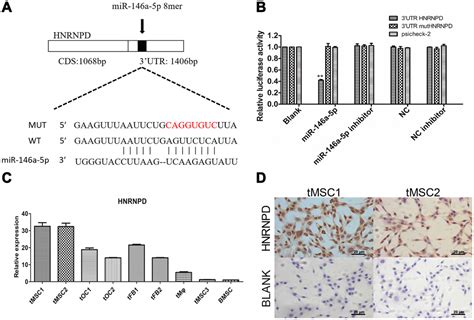 Downregulation Of Mirna 146a 5p Promotes Malignant Transformation Of Mesenchymal Stromal Stem