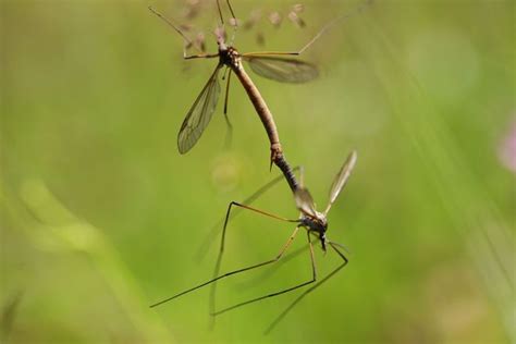 Two Mosquitoes Standing On Top Of Each Other In Front Of A Green Grass Field