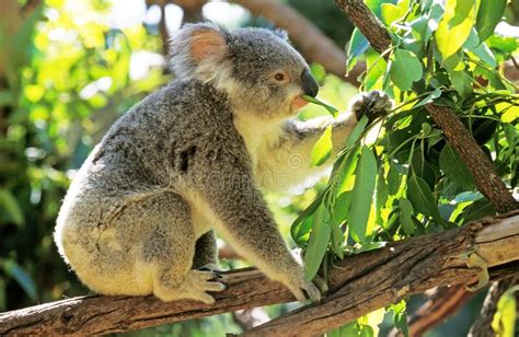 Koala Phascolarctos Cinereus Hojas De Eucalipto Para Consumo De