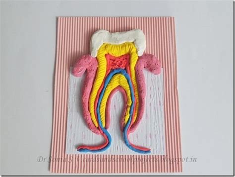 Cards Crafts Kids Projects How To Make A Tooth Model Teeth