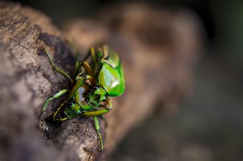 Love Bugs Insects Free Photo On Pixabay Pixabay