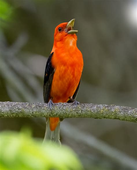 Scarlet Tanager Owen Deutsch Photography