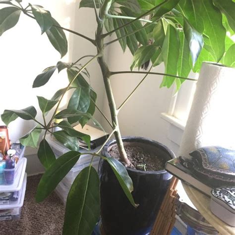 Propagating A Schefflera