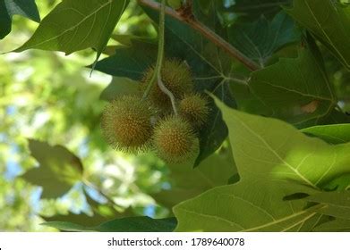 213 Chinar Leaves Images, Stock Photos & Vectors | Shutterstock