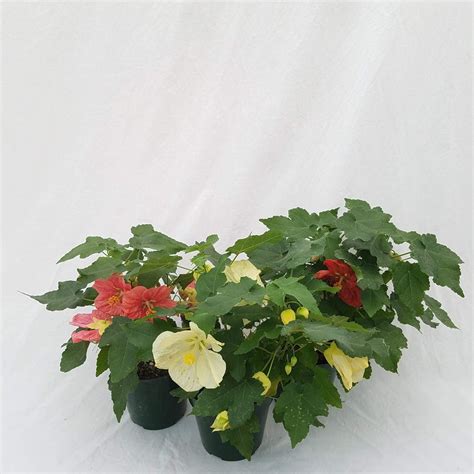 Abutilon Bella Select Mix 4 12