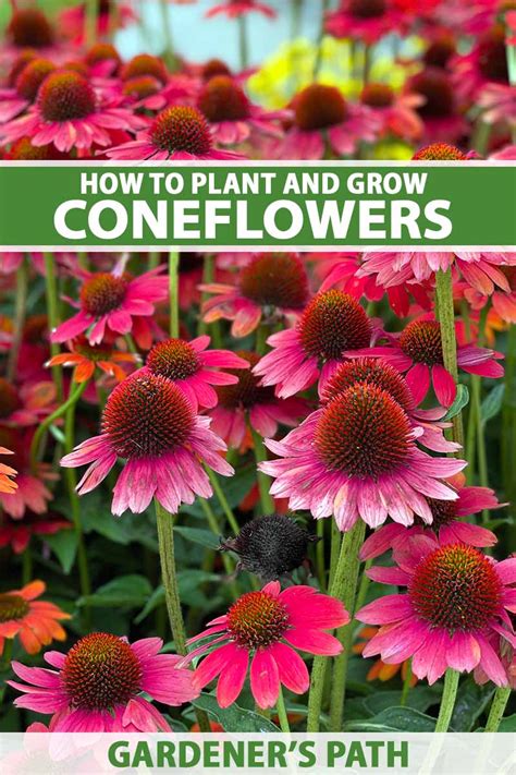 How To Grow And Care For Coneflowers Echinacea Gardeners Path