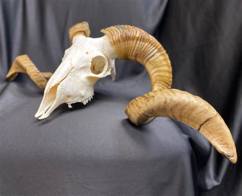 Ram Animal Head Skull