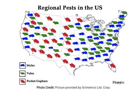 Moles vs Gophers vs Voles