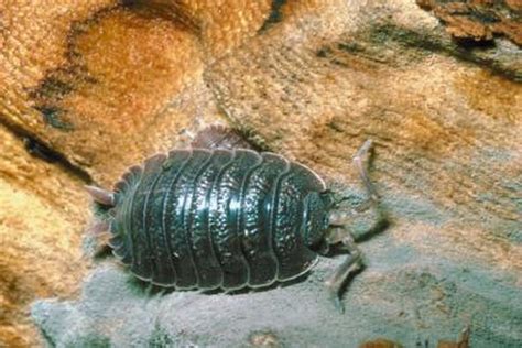 Giant Underwater Pill Bug