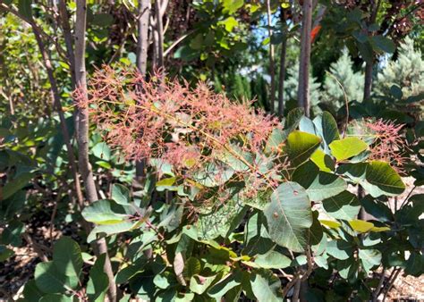 smoke-tree-grace - Tree Top Nursery & Landscape Inc.