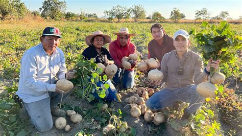 Jícama Criolla Tubérculo Originario De México Cosecha 16 Toneladas