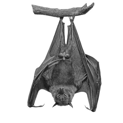 Flying Fox Tropical Rainforest Fruit Mammal Png Transparent Image