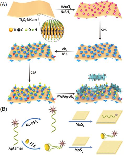 A Detection Mechanism Of The Mxene Based Biosensor Reprinted With