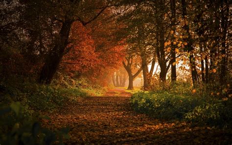 Fondos de pantalla luz de sol Árboles paisaje bosque otoño hojas