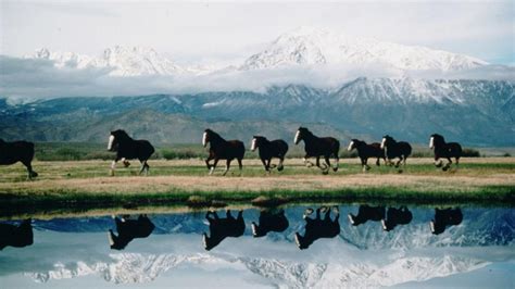 IT ONLY AIRED ONCE: Budweiser's iconic Clydesdales pay tribute to 9/11 ...