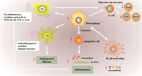 Frontiers Macrophage Key Player In The Pathogenesis Of Autoimmune