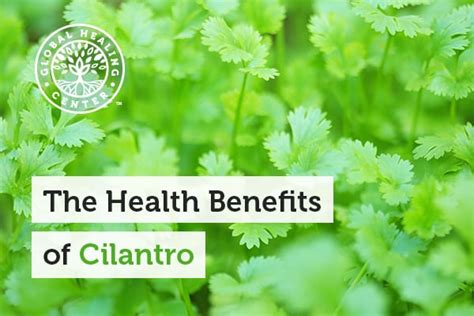 The Health Benefits Of Cilantro