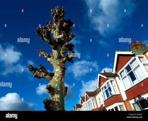 houses plane tree wimbledon london england stock photo alamy