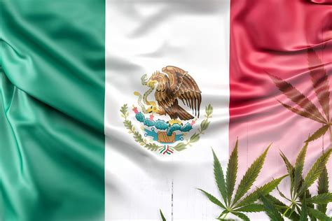 LegalizaciÓn Del Cannabis En MÉxico Taima Seeds Magazine