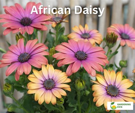 African Daisy - Plant Care and Growing Guide - Gardening Den