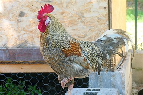 Una parella passarà pel jutjat perquè el seu gall canta molt alguna