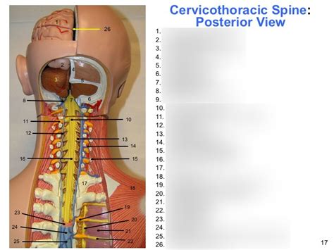 Cervicothoracic Spine Posterior View Diagram Quizlet