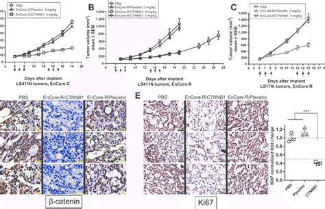 Ctnnb Dsirna Inhibits Tumor Growth In Colorectal Cancer Xenografts