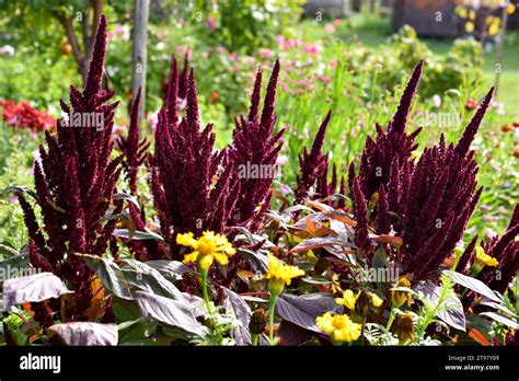 Red Amaranth Flowers In The Summer Garden Beautiful Flowers