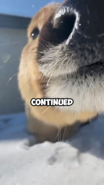 Silly Roe Deer That Trusts Humans Warm Shortvideo Cute Funny