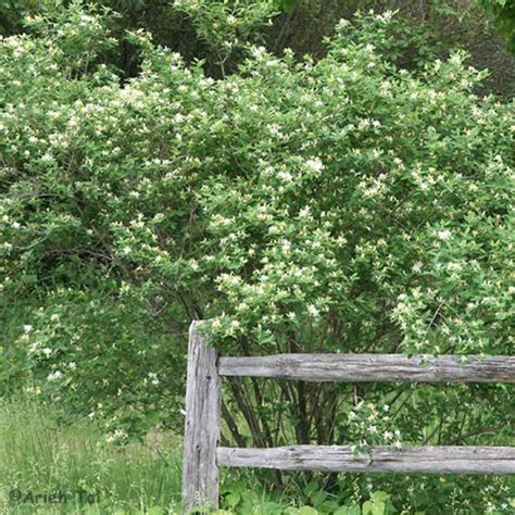 Honeysuckle Henry L Ferguson Museum