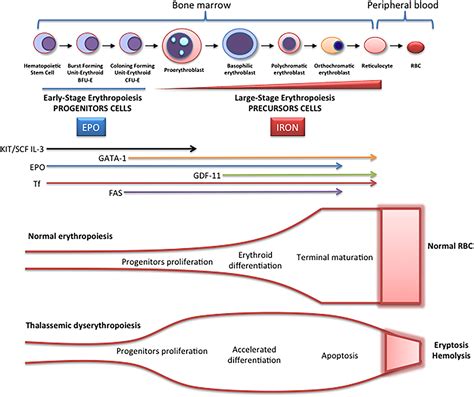 Frontiers New Insights Into Pathophysiology of β Thalassemia