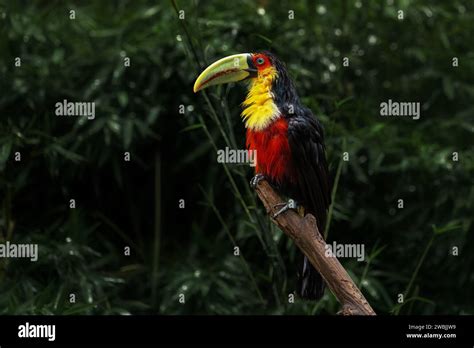 Soaking Wet Red Breasted Toucan Or Green Billed Toucan Ramphastos