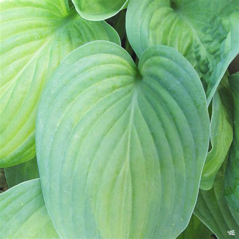 Hosta — Green Acres Nursery & Supply